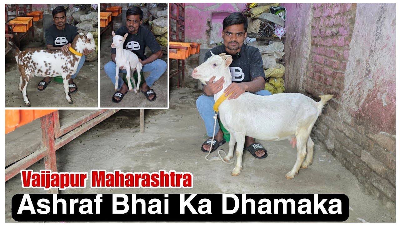 Ashraf bhai ka dhamaka on barbari and Bantam at Vaijapur Maharashtra 