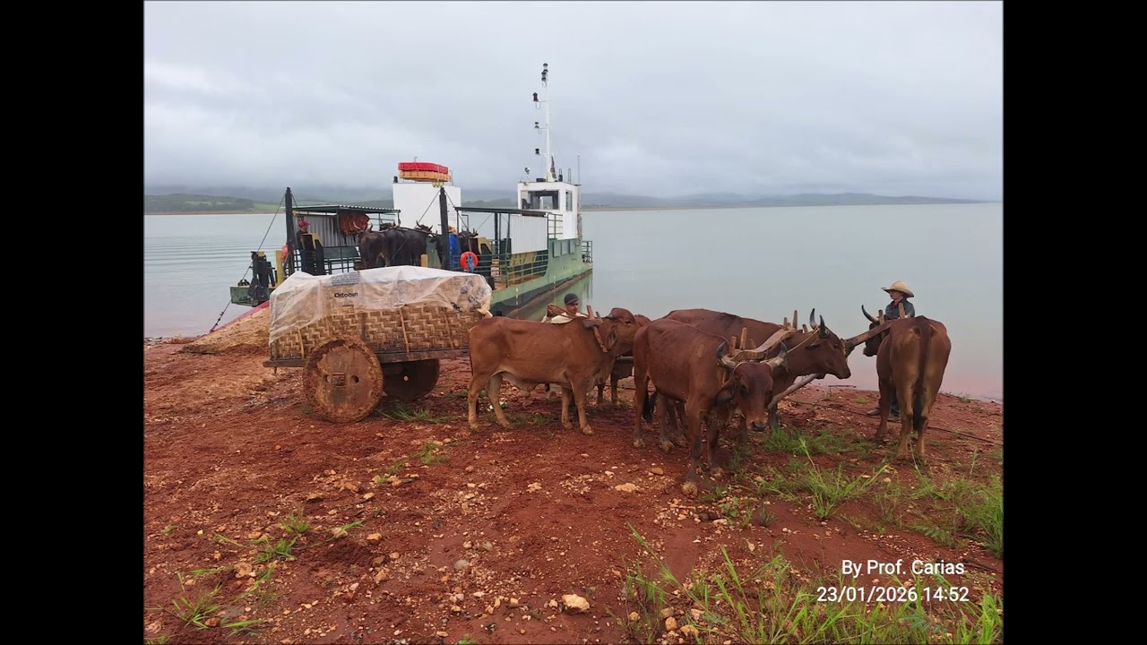 Travessia do Rio Grande: Boiada Carreira, Festa do Mártir São Sebastião, 2026 - Cristais MG