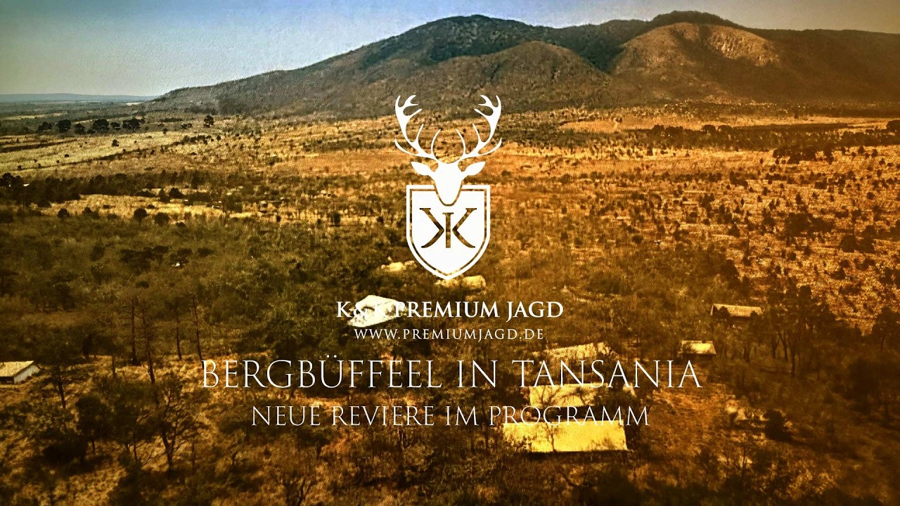 Bergb&uuml;ffel in Tansania bei K&K Premium Jagd | Neue Reviere in Afrika