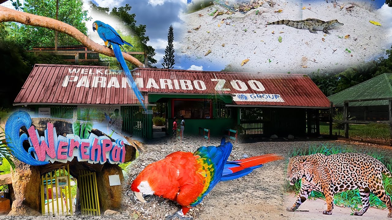 Paramaribo Zoo | Dierentuin |  Cultuurtuin | Rainville | Suriname | Food & Travel