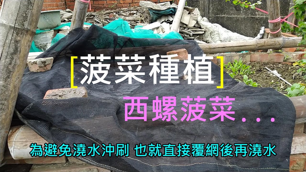 [ 菠菜種植 ]02_1 西螺菠菜 菠菜種植 首先上場的品種是西螺菠菜 因為此區下方原本是放養蚯蚓的土槽 所以 種植方式會略為調整 並未將土再翻上來...