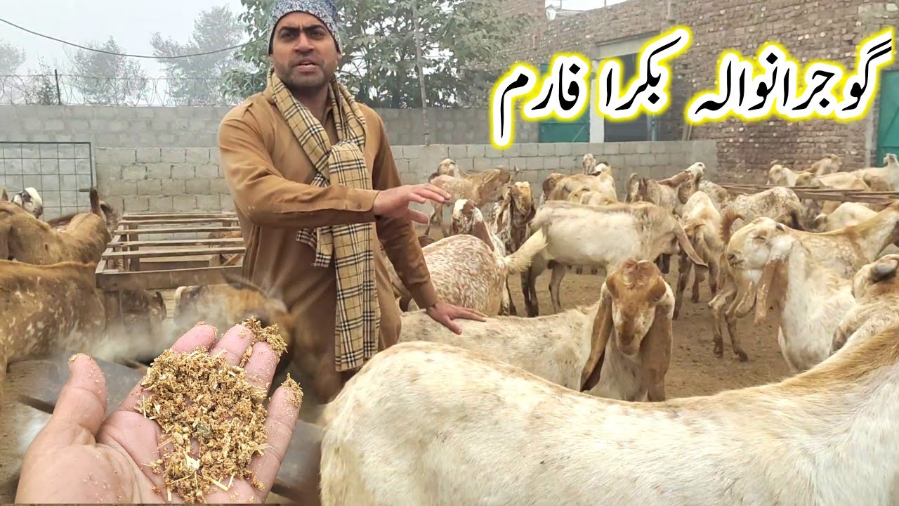 Gujranwala Bakra farm!makhi chena bakron ka jadeed bakra farm! اور اچھے مشورے!gillani goat farm21Dec