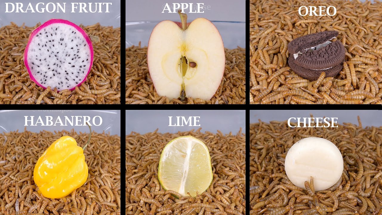 MASSIVE Mealworm VS FOOD Compilation