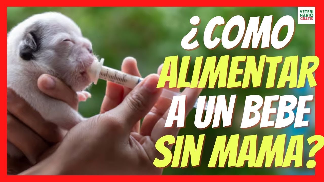 💖 ¿CÓMO ALIMENTAR A UN CACHORRO RECIEN NACIDO SIN MADRE? 💖 LECHE PARA CACHORROS RECIÉN NACIDOS