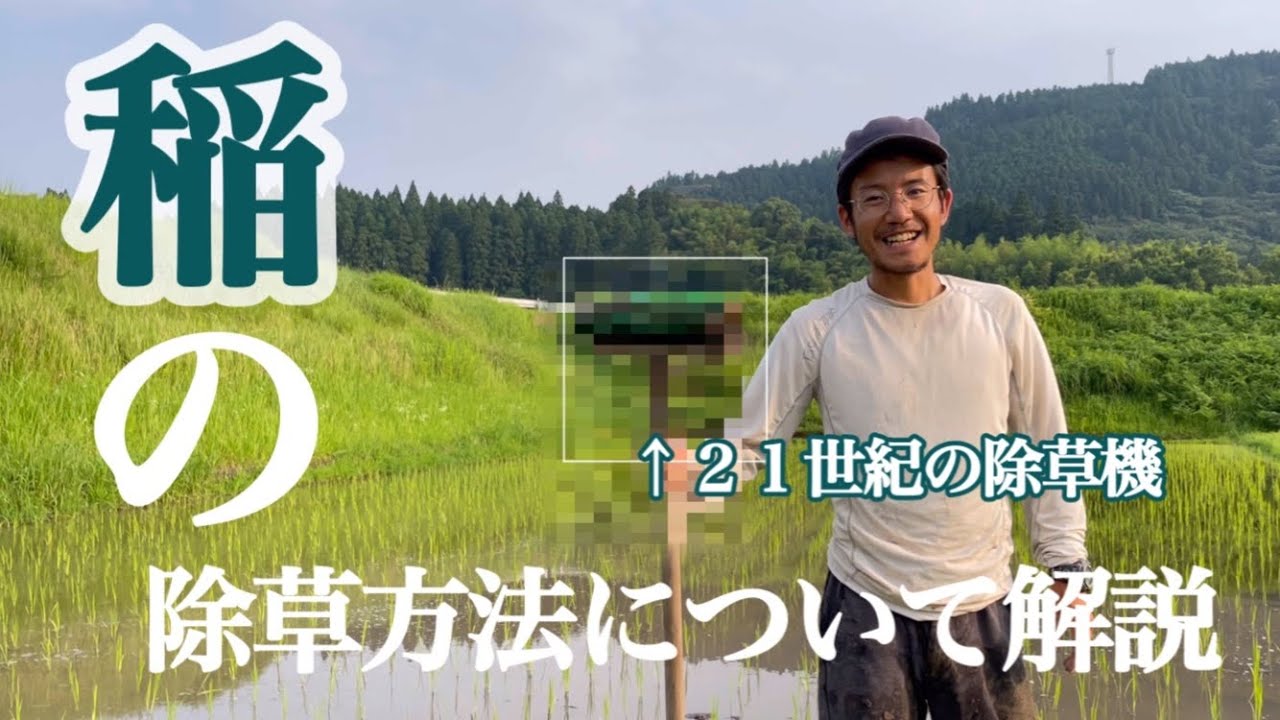 【新規就農】稲の除草方法について解説します！