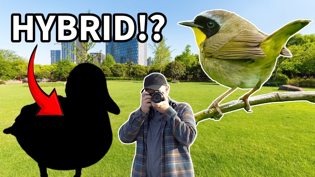 Finding a CRAZY hybrid bird at SoCal's BEST birding park!