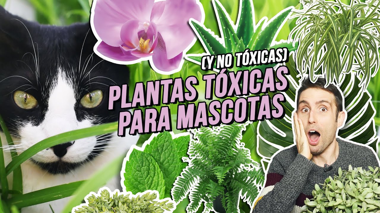PLANTAS TÓXICAS (y no tóxicas) para GATOS Y PERROS | 🌿Aloe vera, helecho, costilla de Adán, menta...