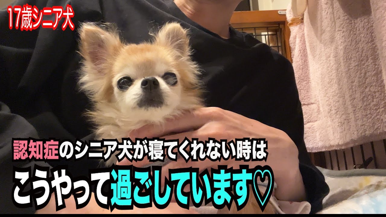 【認知症のシニア犬が寝てくれない時はこうやって過ごしています】