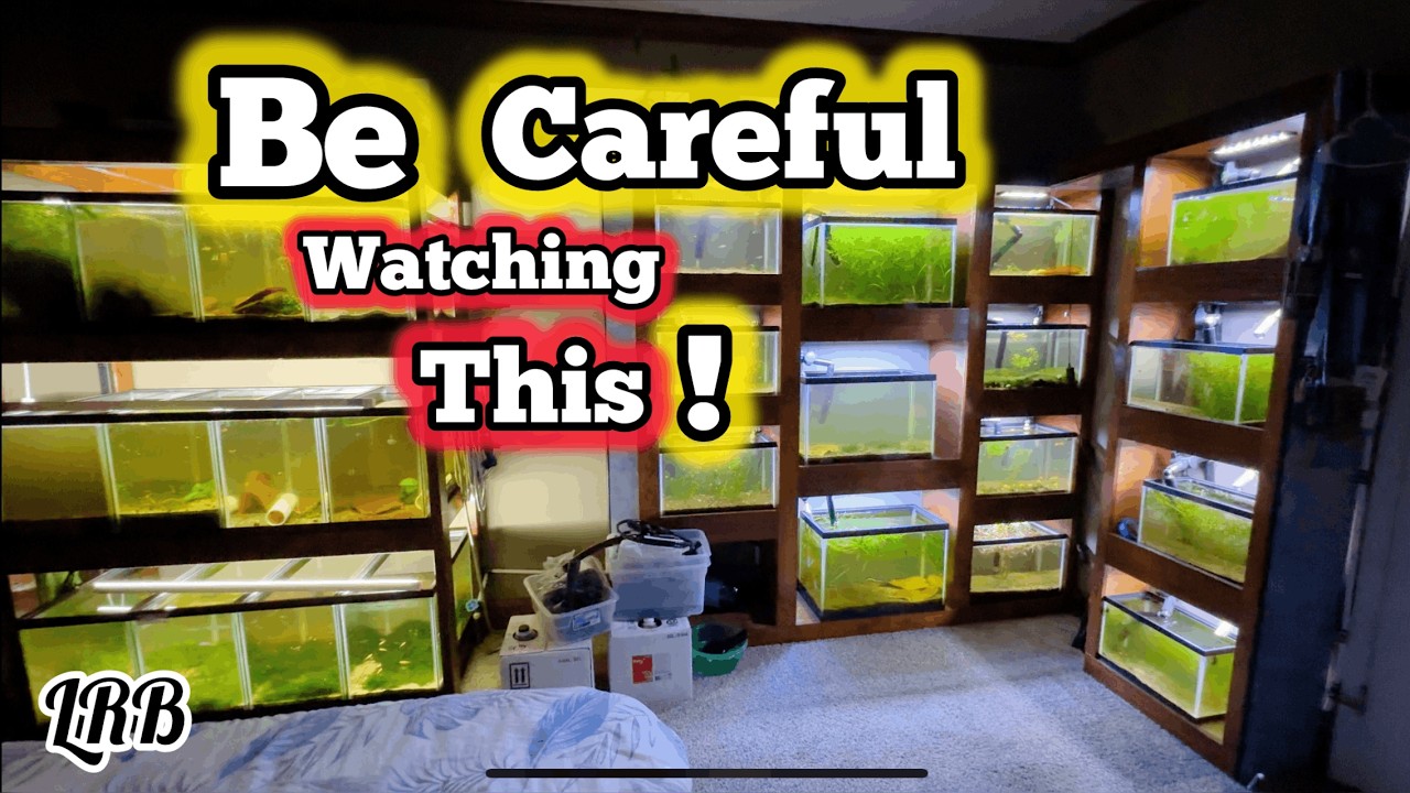 LRB No Filter Natural Quarantine Setup Update Lots of New Fish!