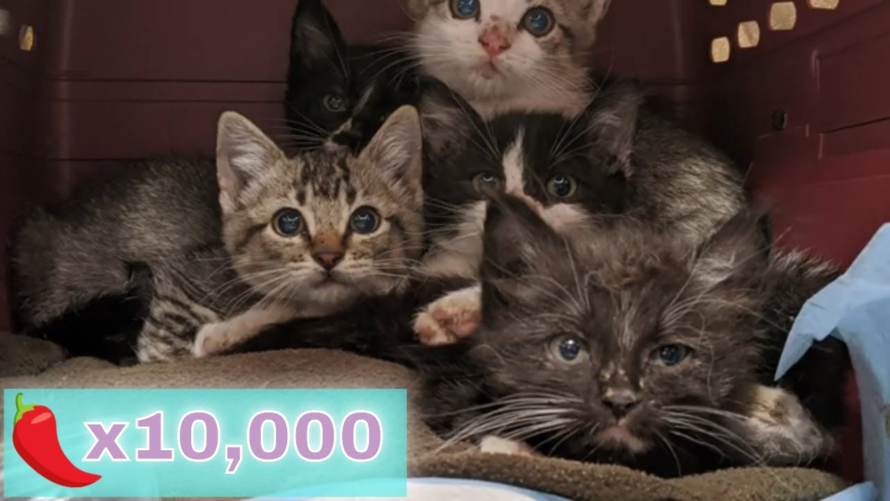 Острые шипящие котята и безопасное царапанье