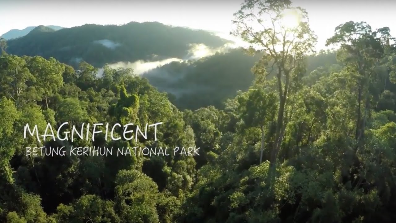 Trailer: Magnificent Betung Kerihun National Park