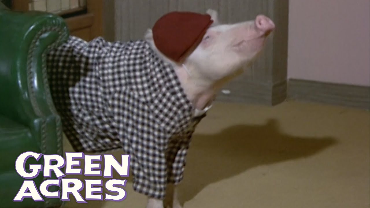 Arnold The Pig Becomes A Millionaire! | Green Acres