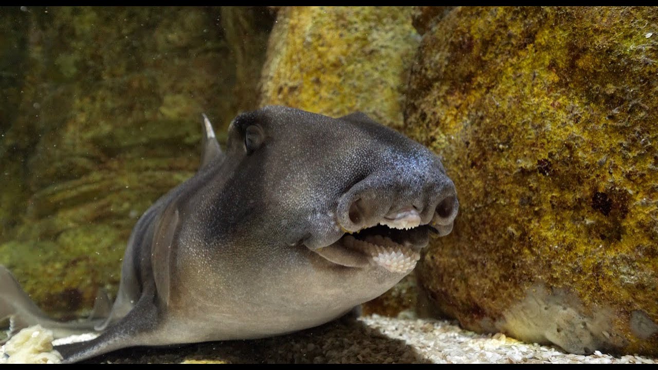 Les REQUINS aux DENTS DISSEMBLABLES, les requins HETERODONTIFORMES.