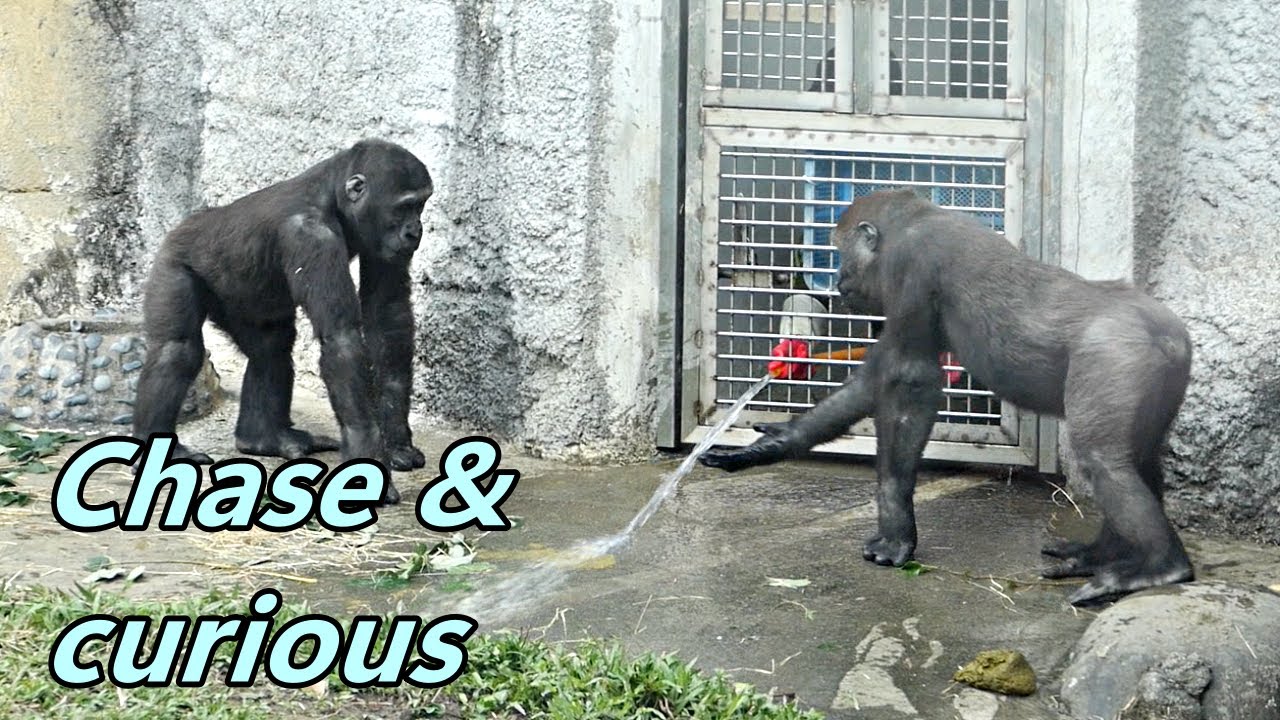 Gorilla brothers Jabali and Ringo's chase game and curious / Jabali and Ringo 追來追去, 好奇保育員沖水