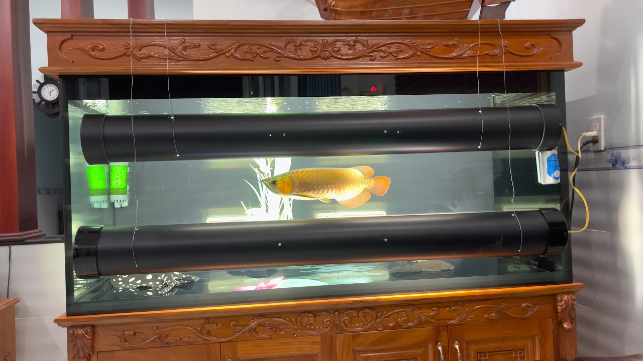 Cách tôi tanning huyết long phần 2
