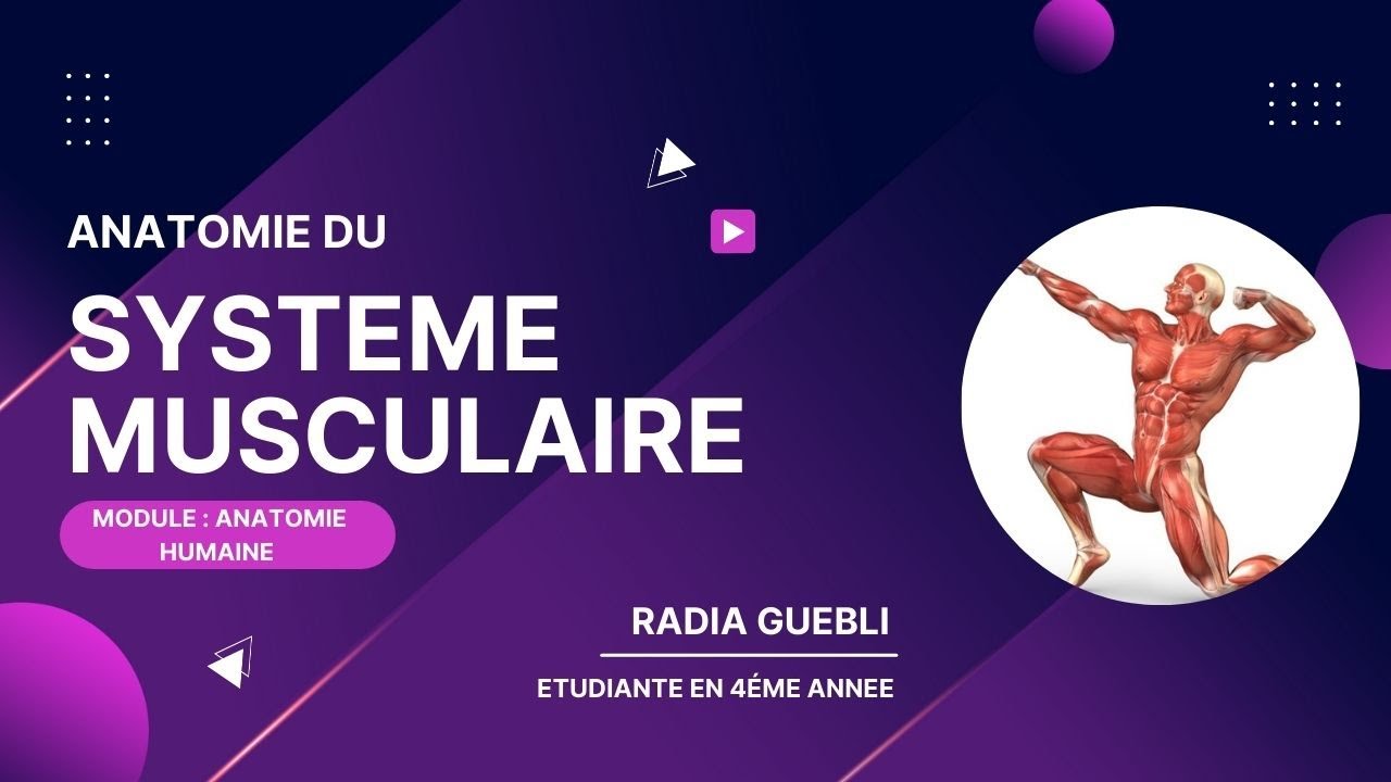 le système musculaire