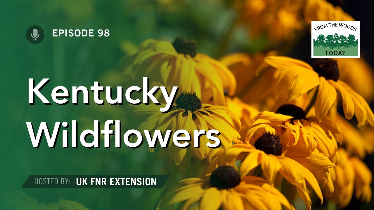 Kentucky Wildflowers - From the Woods Today - Episode 98