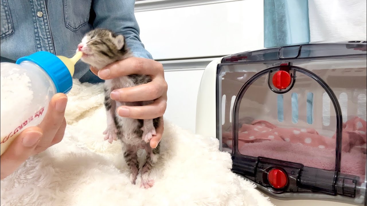 生後4日 待望のミルクタイムに大興奮の赤ちゃん猫【山菜兄妹#3】Baby cat very excited at milk time. 子猫