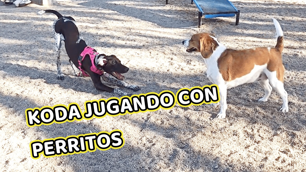 MIS OJOS ESTÁN SANOS / KODA JUGANDO EN EL PARQUE!
