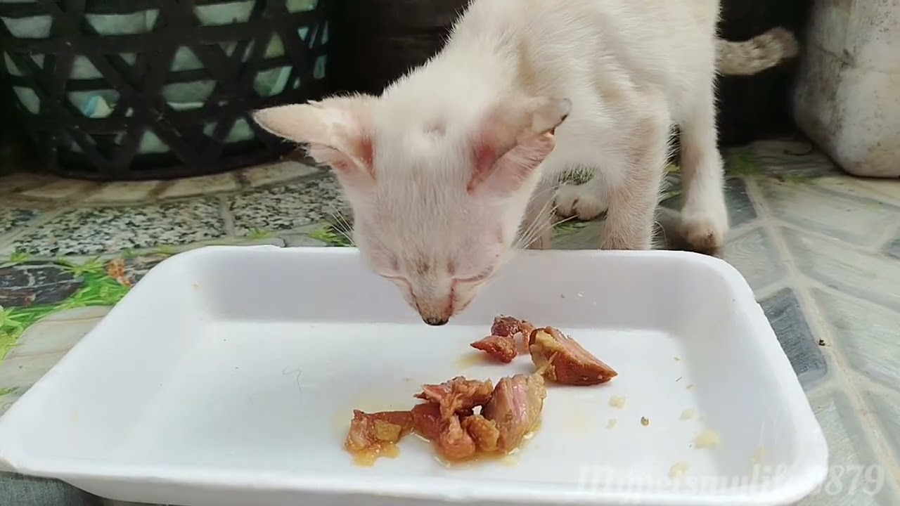The Kitten Is Recovering And It’s Eating Much Better Today