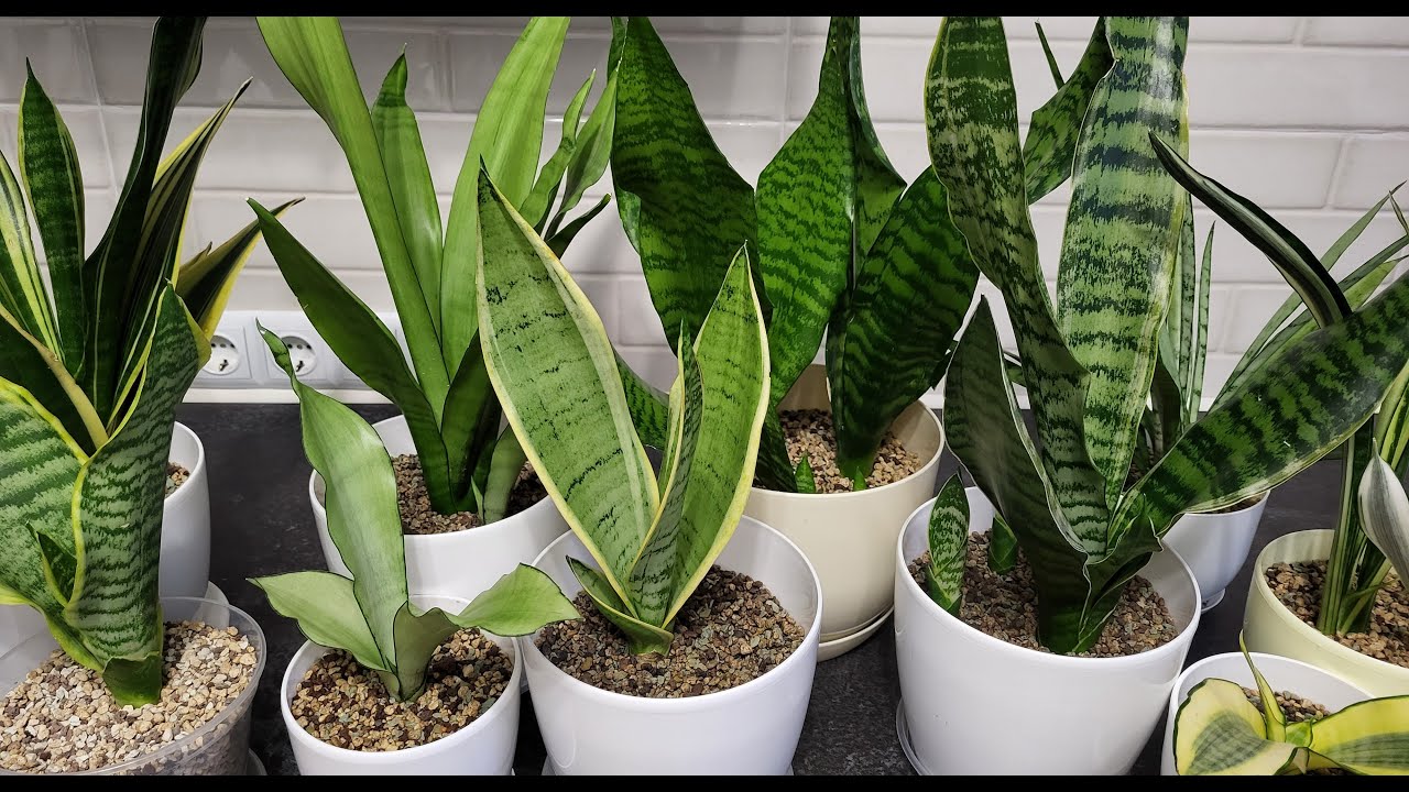 Сансевиерия. Обзор среднерослых сансевиерий вида Trafasciata. Сансевиерия Футура