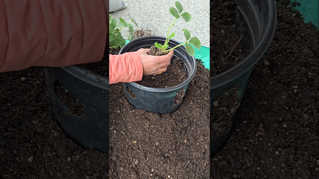 DIY Strawberry Tower from Recycled Planters | Easy Vertical Gardening #diy #shorts #reel #strawberry