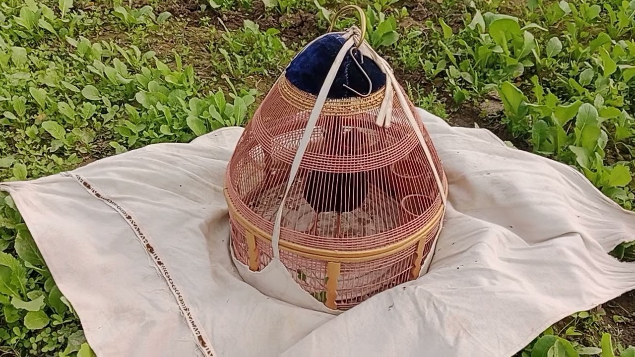 Видео, на котором черная куропатка разговаривает в лесу.