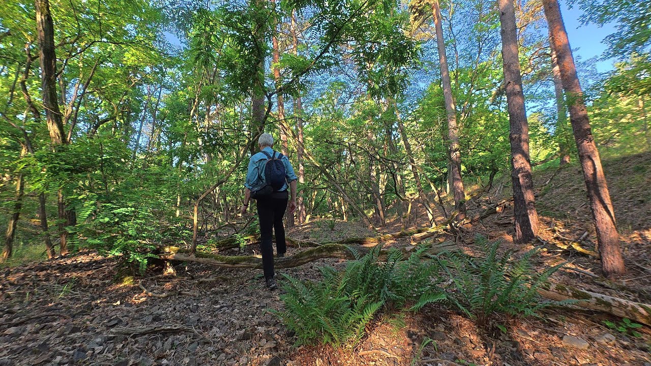 Auf dem schönsten Weg zur Pfaueninsel  (Teil 1)