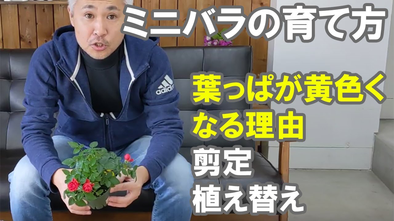 ミニバラの育て方 剪定 植え替え 冬の管理