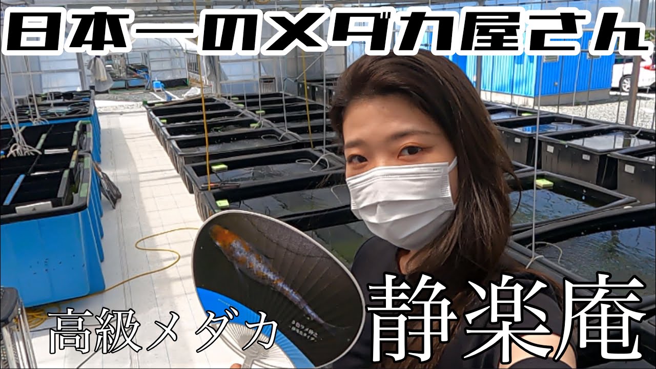 【日本一のメダカ屋】静楽庵さんにお邪魔してきました🐟 極上の紅白ラメをゲットしました！　Japan medaka biotope