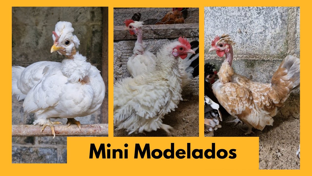 Fiz Mudanças nas Baias dos Modelados | Sítio 5 Irmãos