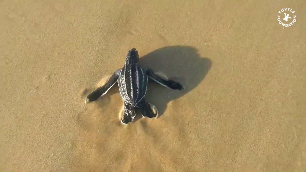 Turtle Foundation &ndash; Leatherback turtle hatchling release on Sipora, Indonesia, March 2018