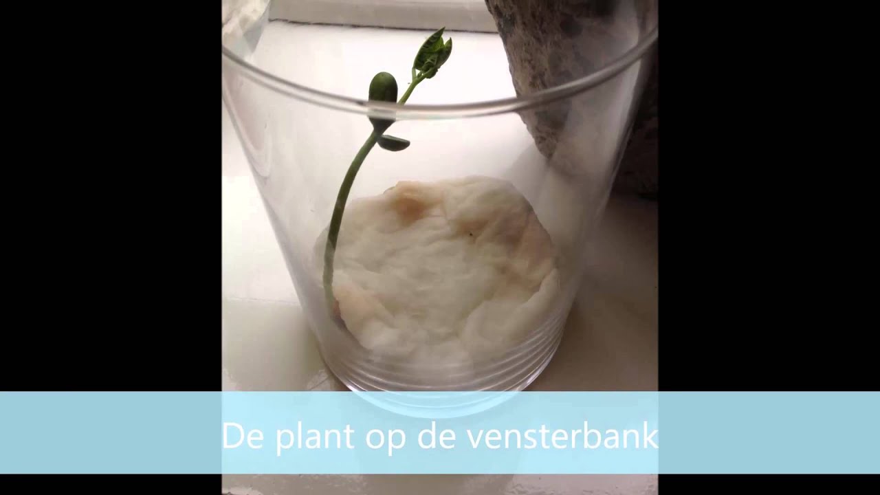 Plantenexperiment: de ontkieming van een boon