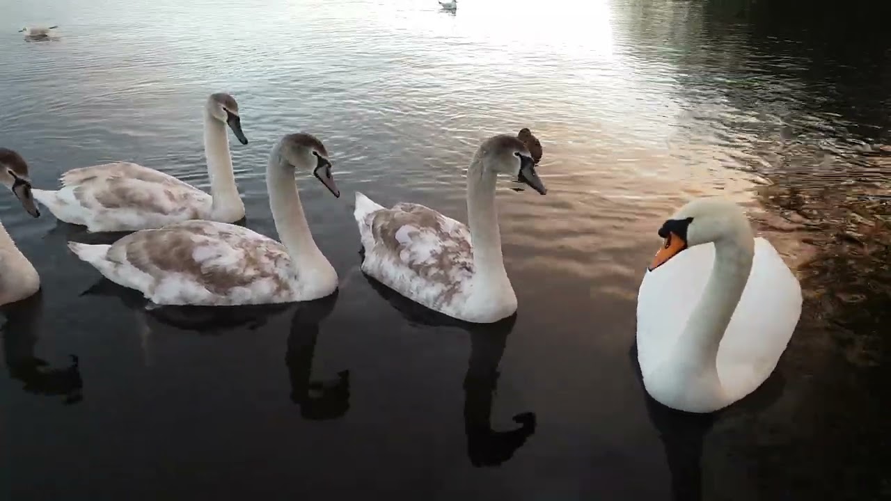 KINNEGO BAY 🧞‍♂️ OXFORD ISLAND NATURE RESERVE IRELAND 🇮🇪