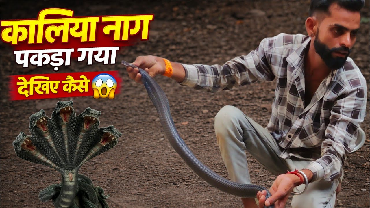 कालिया नाग पकड़ा गया देखिए कैसे 😱 | Krishna Budsu Rescue
