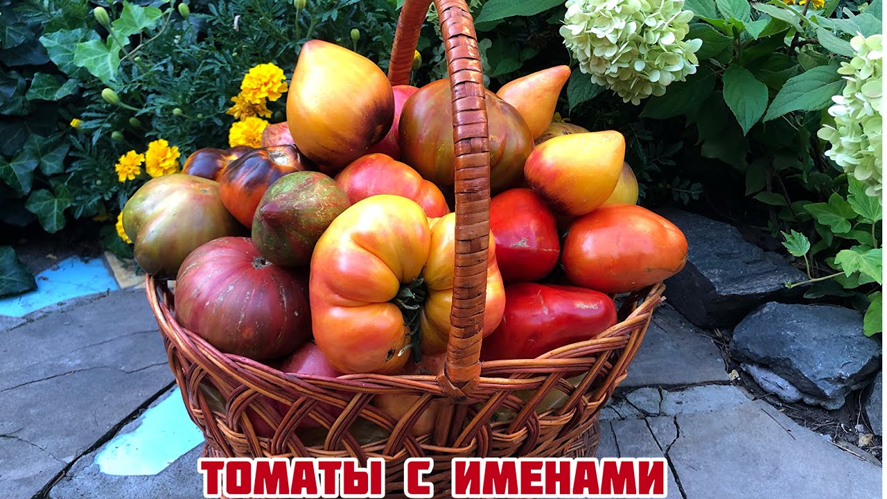 Именные томаты 2 часть.