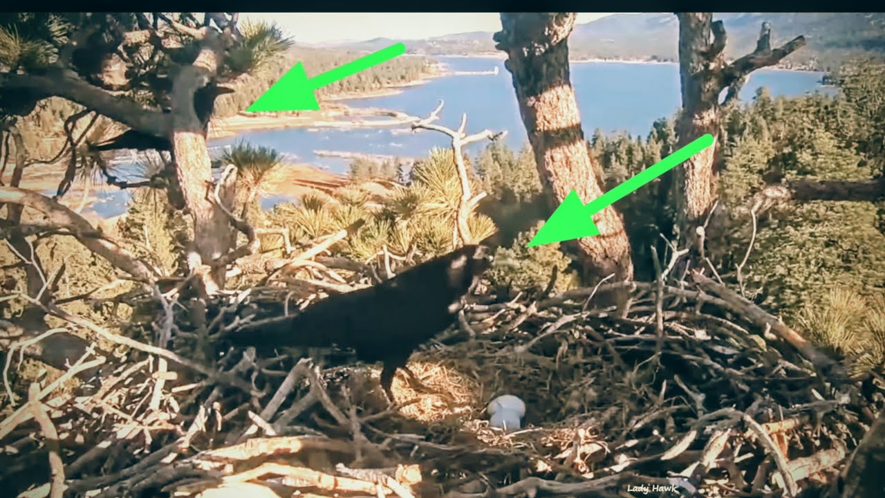 JACKIE Go come crow destroy egg