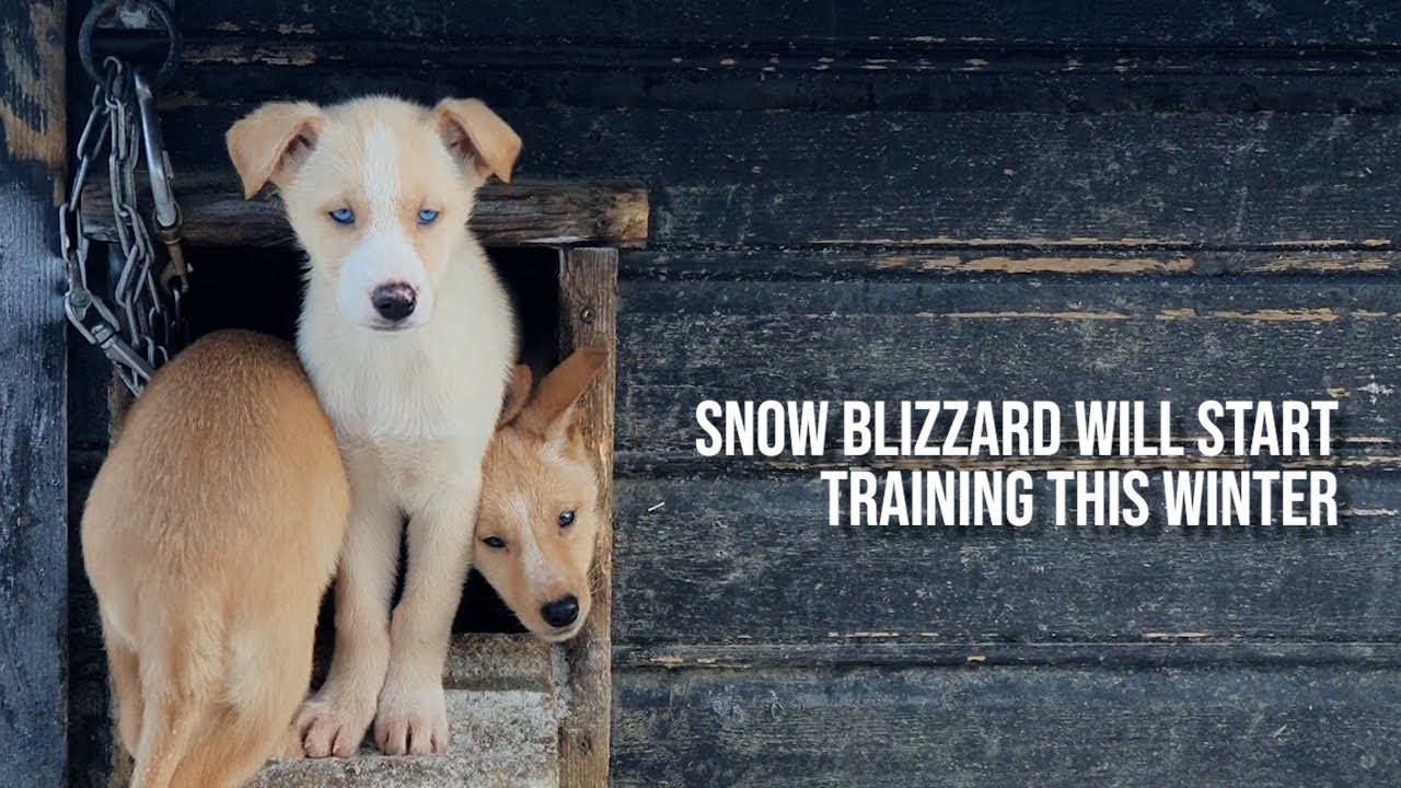 Training starts this winter - Team Snow Blizzard Iditarod