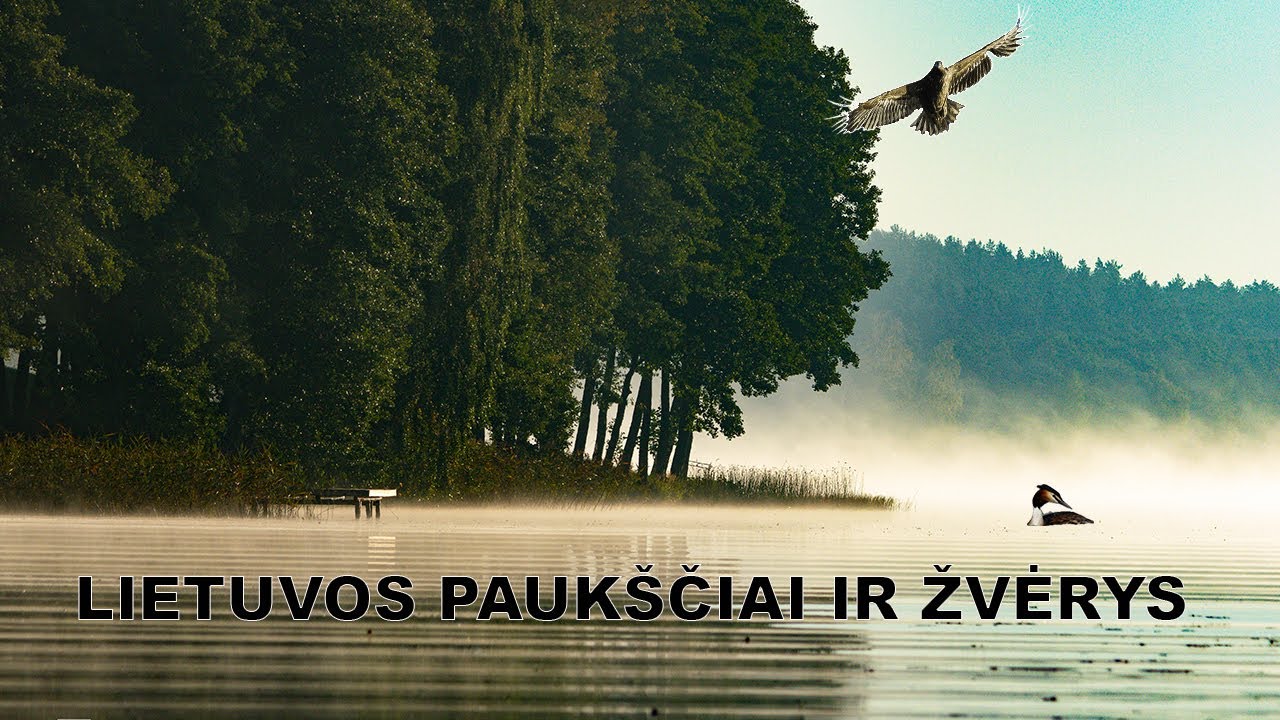 Lietuvos Laukinė Gamta: Pauk&scaron;čiai ir Žvėrys. 4K