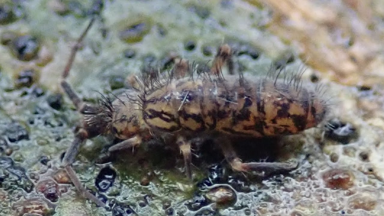 Wat zijn springstaarten??; Christian Olivier Dieren