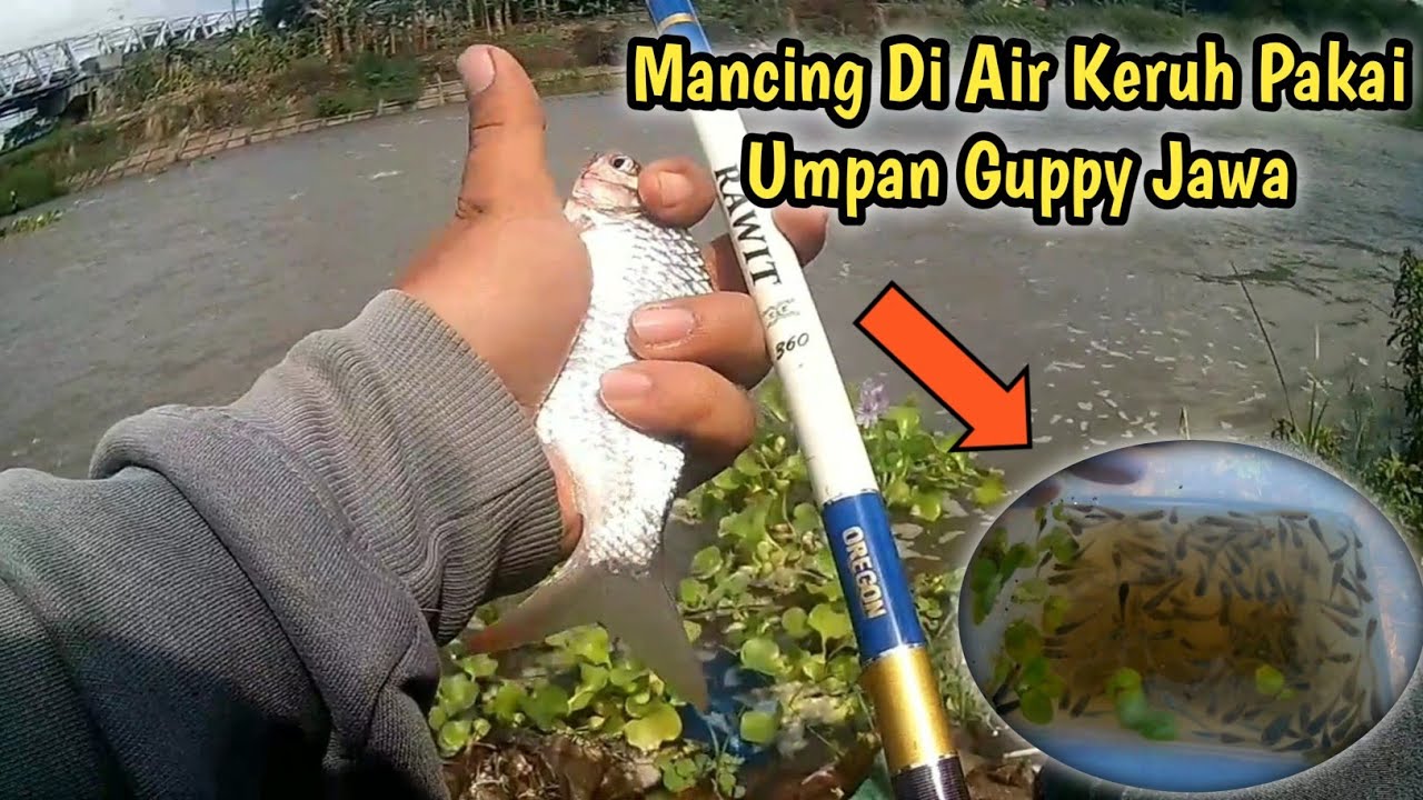 Mancing Ikan Bader Umpan Ikan Cetol / Guppy Saat Air Keruh | Spot Sungai Bengawan Solo Sukoharjo