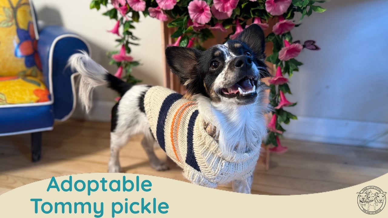 Tommy Pickle | sweet, affectionate, people-loving