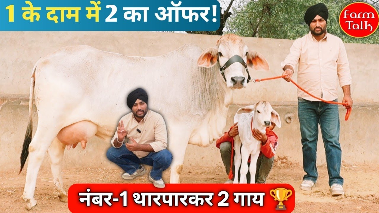  पहली बार राजस्थान की नंबर-1 थारपारकर गायें, 1 के दाम में 2 का ऑफर! Pure 100% Tharparkar Champion 🏆