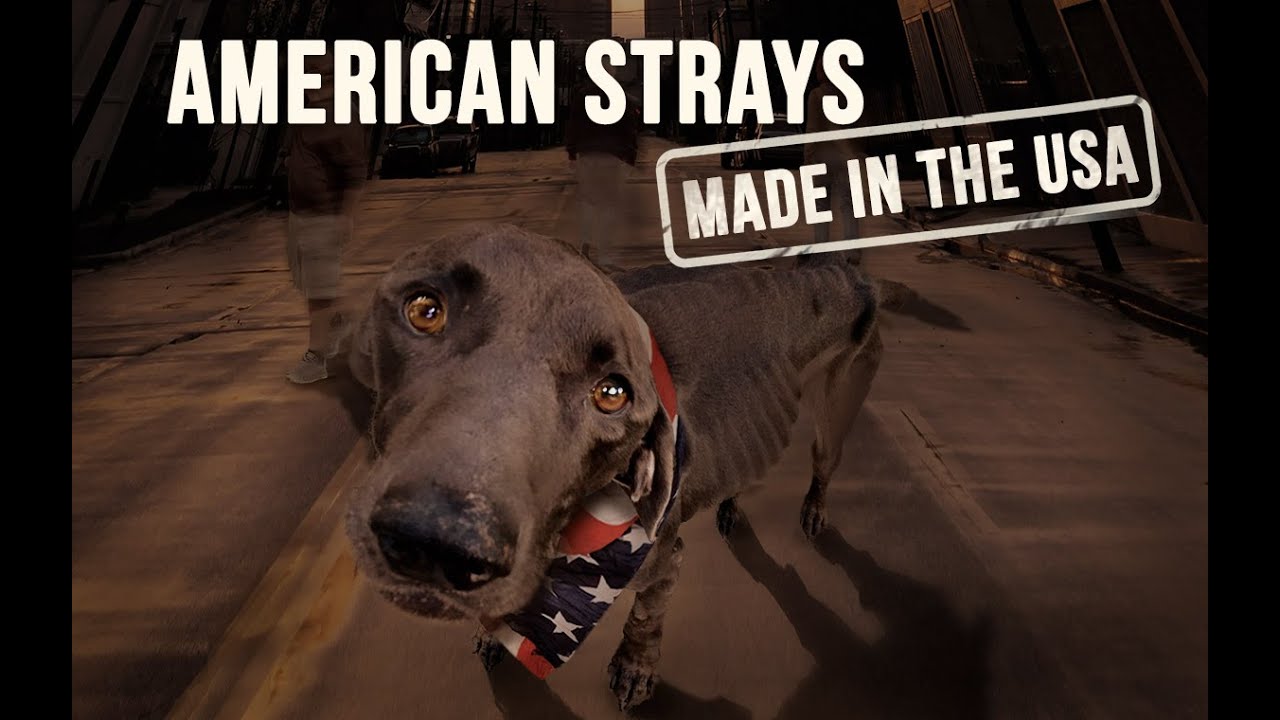 American Strays Made In The USA - The Solution to the Homeless Dog Epidemic