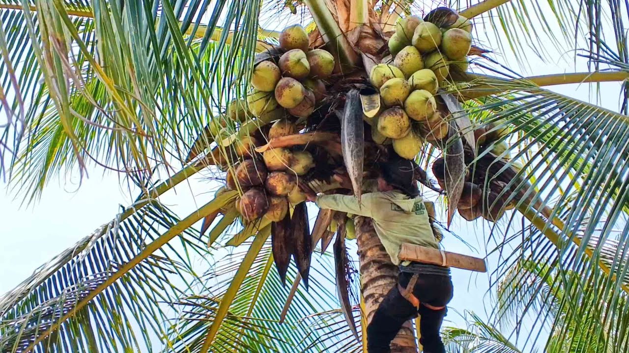 Panjat kelapa lokal berbuah lebat