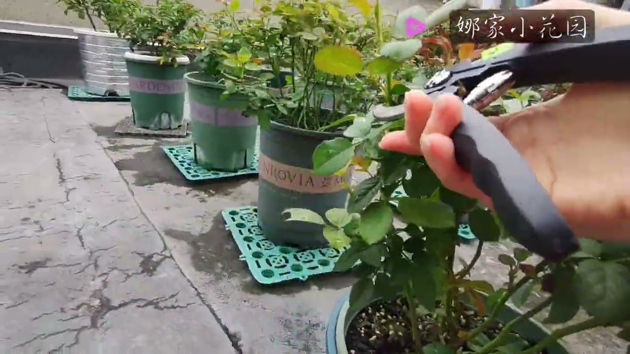 月季花秋剪进行时，操作演示Demonstration of the operation during the autumn cutting of rose flowers