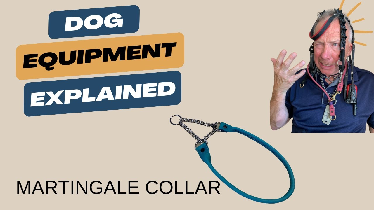 Choosing the Right Collar: The Martingale Collar for Dog Safety and Comfort