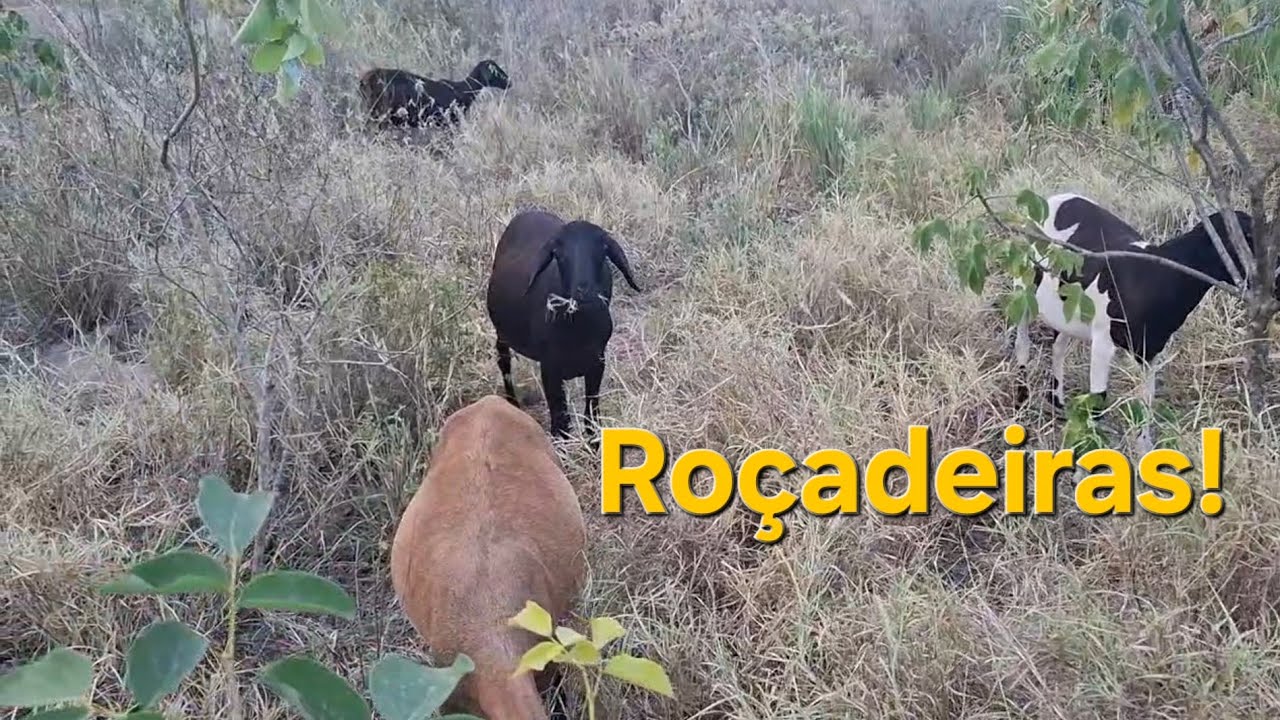 Por que usar o pastejo rotacionado? 