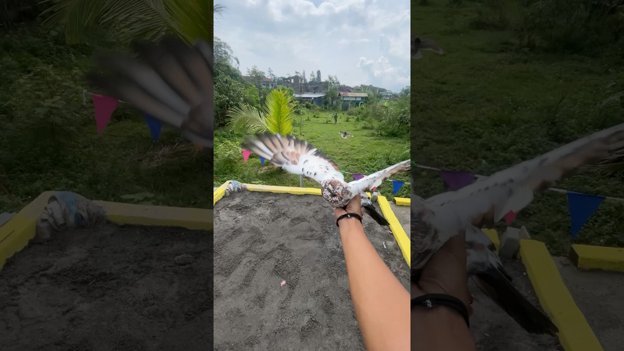 Merpati Tinggian Temanggung guys #merpati #shorts #pigeon #birds