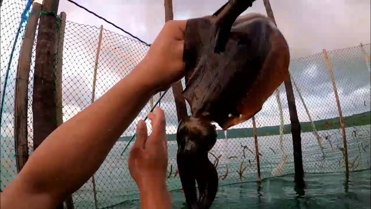 V97 - Unang huling isda at Pusit Puti ( Nukos ) sa bagong gawang Baklad ( Bunsod ) | Tabina Z.D.S